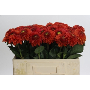 Dahlia Orange Fox