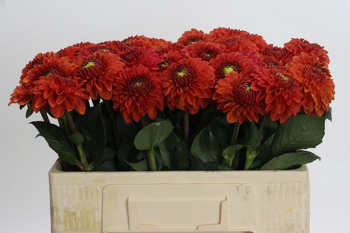 Dahlia Orange Fox