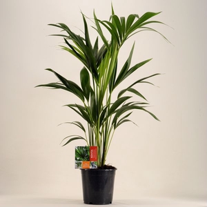 KENTIA - P19 H100 - 6PP (Howea forsteriana)