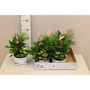 ARR ANTHURIUM