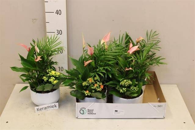 <h4>ARR ANTHURIUM</h4>