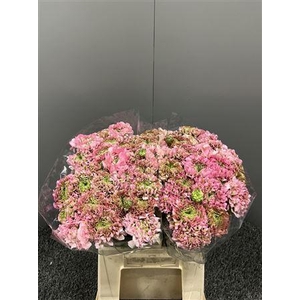 Ran Pon Ex Alice Rosa