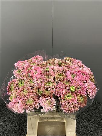 <h4>Ran Pon 1st Lily Viola</h4>