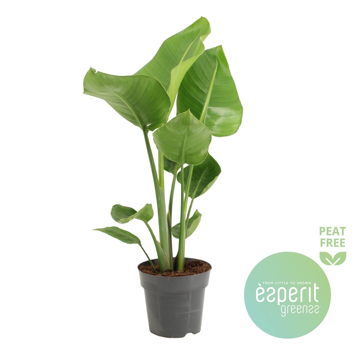 <h4>Strelitzia Nicolai</h4>