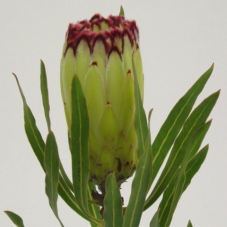 <h4>Protea limelight</h4>
