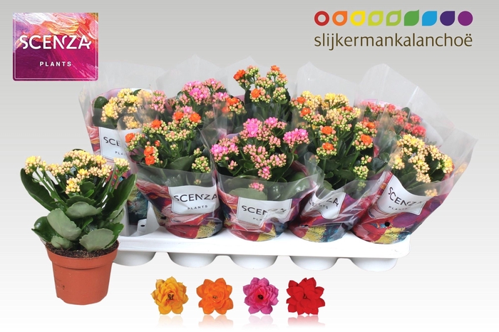 <h4>KAL GE GEM 4 KL</h4>