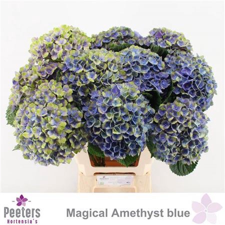 <h4>Hydr M Amethyst Blauw</h4>