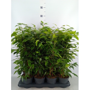 Ficus benja. 'Anastasia'