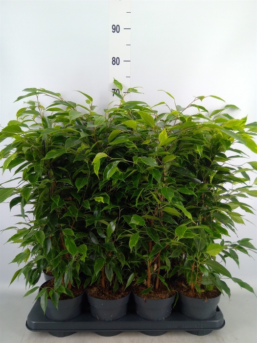 <h4>Ficus benja. 'Anastasia'</h4>
