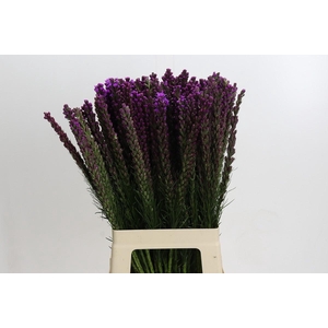 Liatris Callilepis