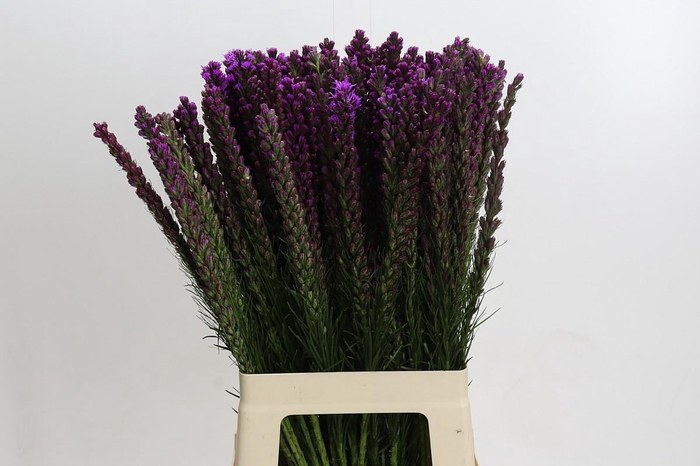 <h4>Liatris Callilepis</h4>