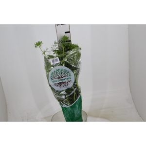 AMMI MAJUS 060 CM