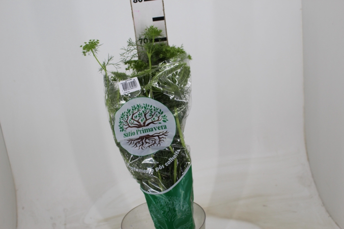 <h4>AMMI MAJUS 060 CM</h4>