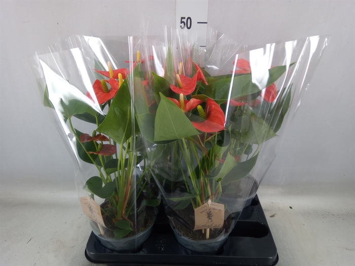 <h4>Anthurium andr. 'Sierra Orange'</h4>