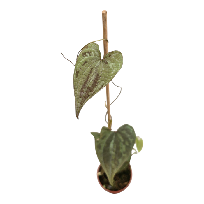 <h4>Dioscorea Discolor</h4>