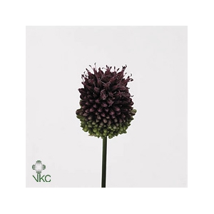 Allium Sphaerocephalon