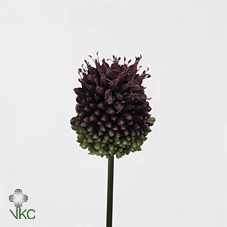 Allium sphaerocephalon (bullit)
