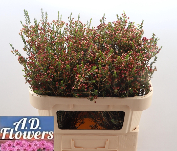 <h4>CHAME ADI Knop</h4>