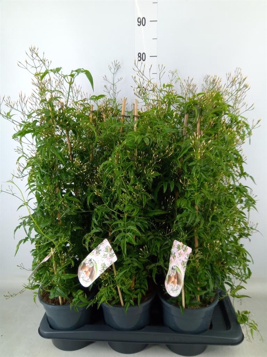 <h4>Jasminum polyanthum</h4>
