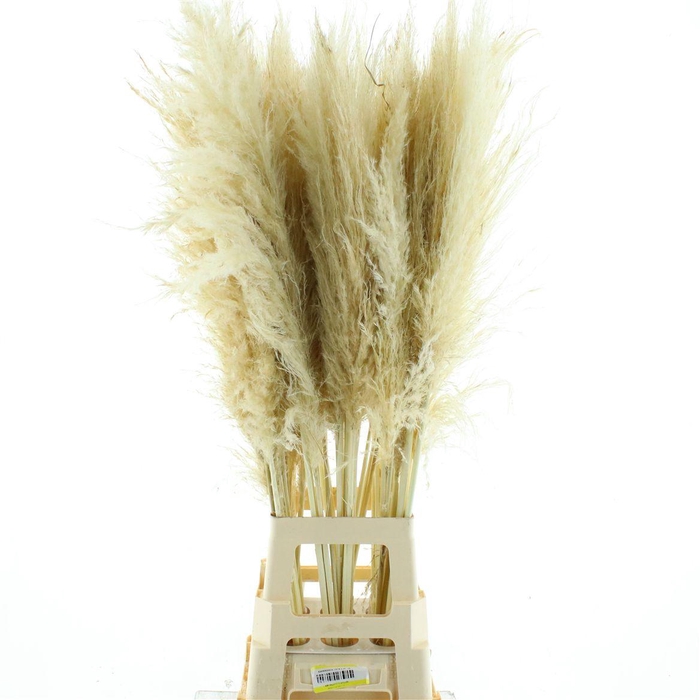 <h4>Corta Dried Bleached White</h4>