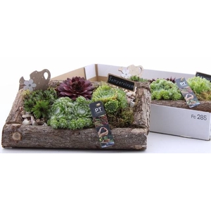 ARR SEMPERVIVUM