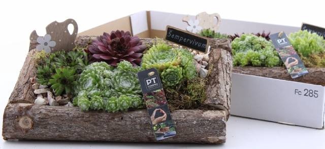 <h4>ARR SEMPERVIVUM</h4>