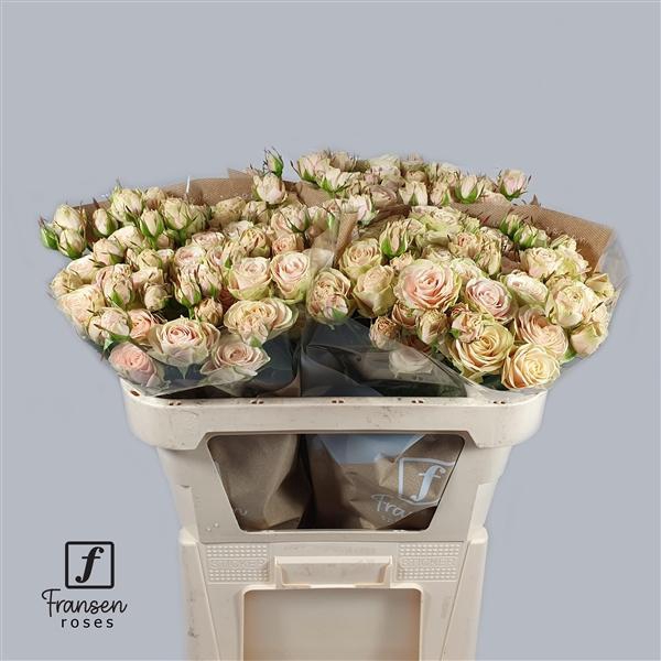 <h4>Rosa TR 'Whitney' FRANSEN</h4>