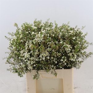 Chamelaucium Ivory Pearl