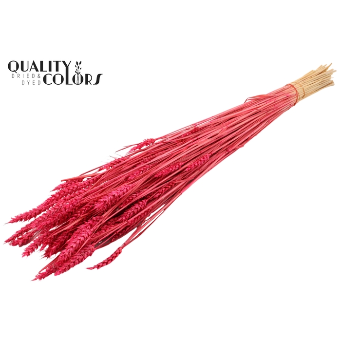 <h4>Triticum (sunbleached) per bunch Cerise</h4>
