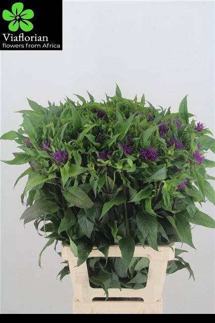 <h4>MONARDA PURPLE PRINC</h4>