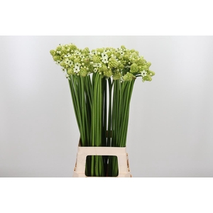 Ornithogalum Saundersiae