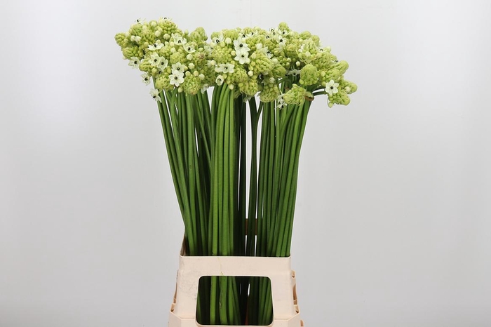 <h4>Ornithogalum Saundersiae</h4>