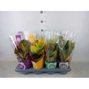 Codiaeum var. GR 'Petra'