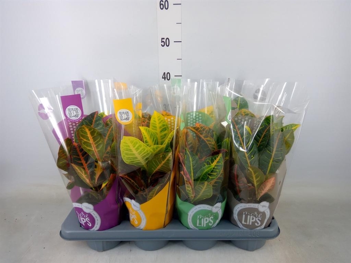 <h4>Codiaeum var. GR 'Petra'</h4>