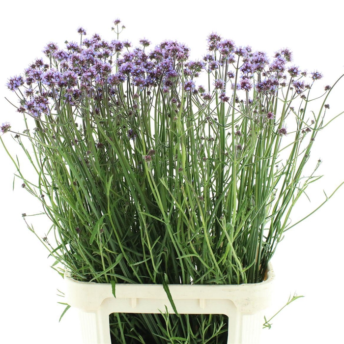 <h4>Verbena Has P Spires</h4>