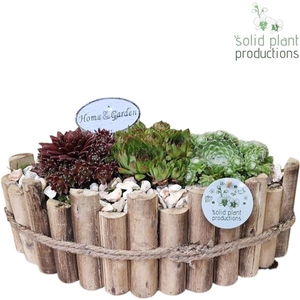 Arrangementen Sempervivum 6%