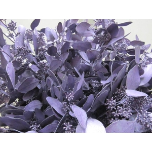 Euc Pop Bes Metallic Paars