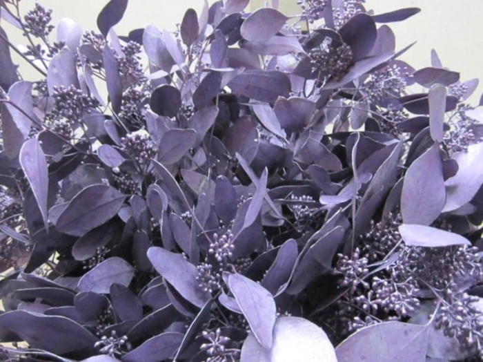 <h4>Euc Pop Bes Metallic Paars</h4>