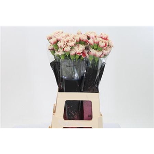 Di St Merletto Salmon