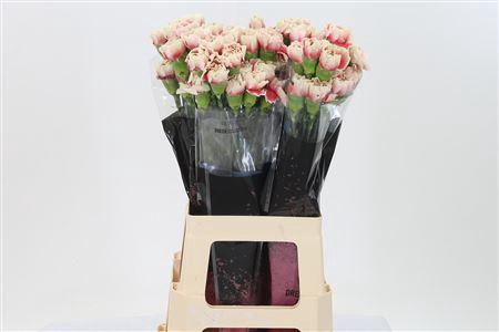 <h4>Di St Merletto Salmon</h4>