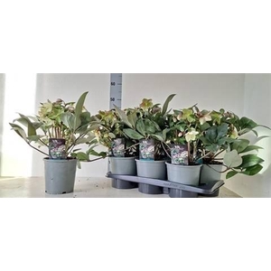 HELLEB VIV VALERIA P17 20+