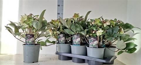 <h4>HELLEB VIV VALERIA P17 20+</h4>