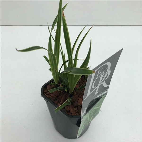 <h4>Graminées Carex 'Ice Dance'</h4>
