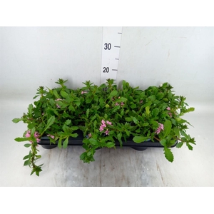 Scaevola saligna 'Saphira'