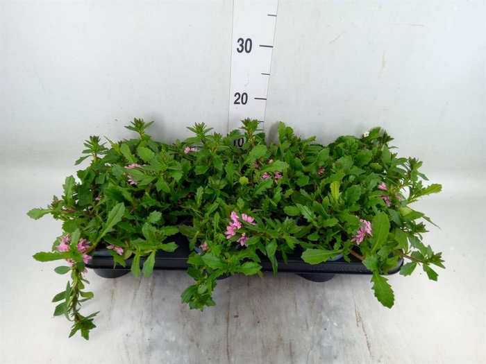 <h4>Scaevola saligna 'Saphira'</h4>