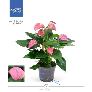 Anthurium - KARMA Joli | 12cm