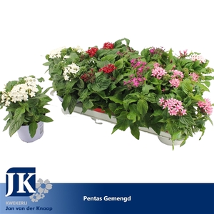 Pentas gemengd