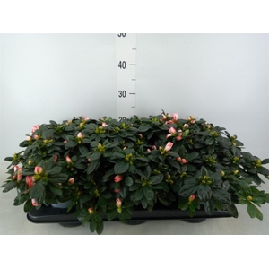 Rhododendron sim.   ...