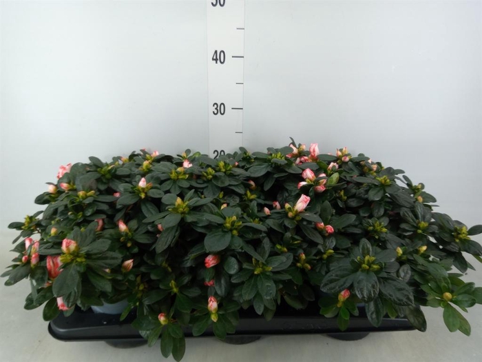 <h4>Rhododendron sim.   ...</h4>