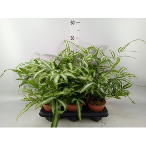 Pteris cretica 'Albolineata'